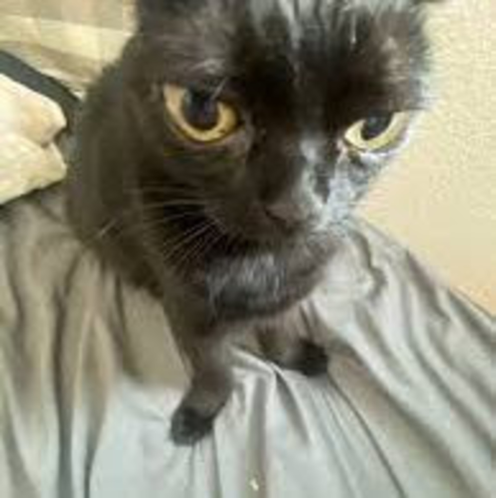 Meet your Posher, Rose